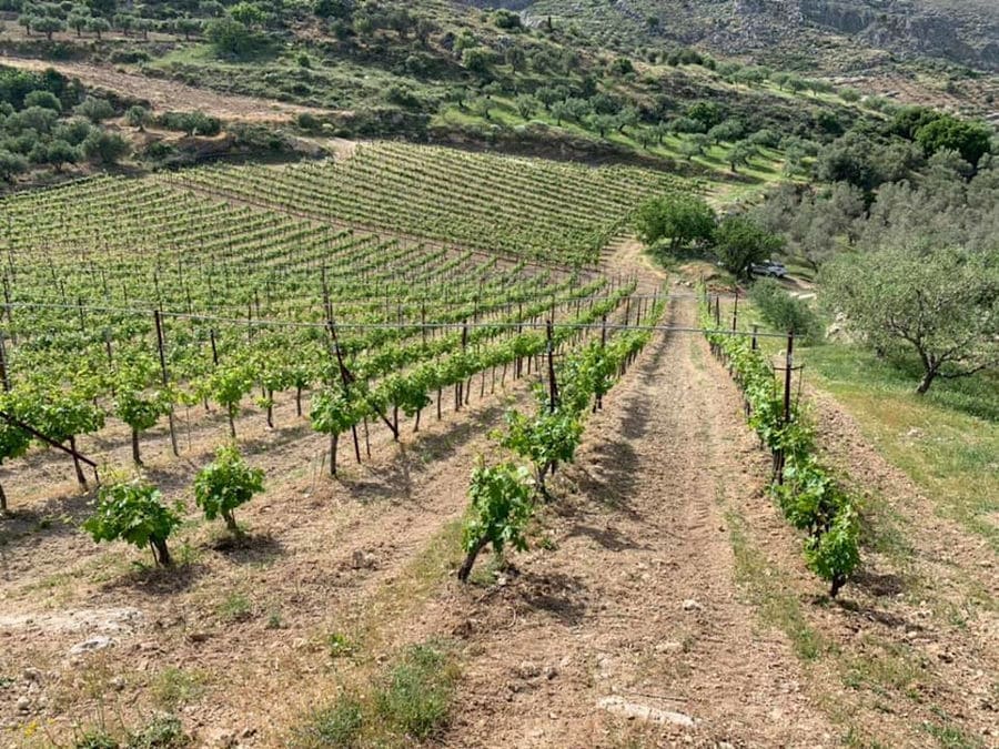 'Diamantakis Winery' rows of vines from above in the background of trees