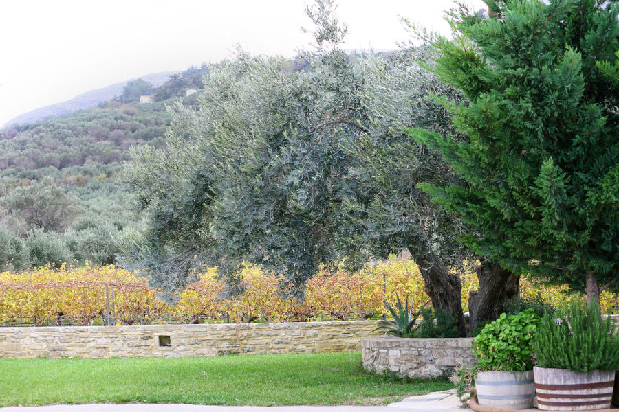 old olive tree and two barrel pots with plants at 'Diamantakis Winery' outside