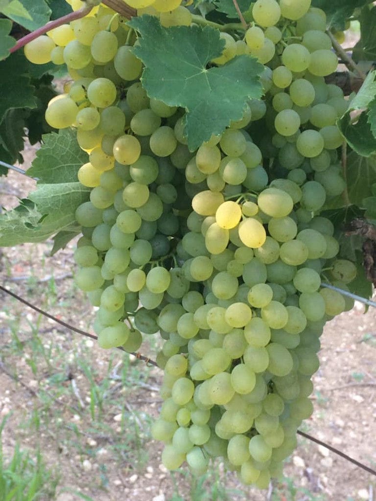 'Diamantakis Winery' vineyards full of bunches of white grapes