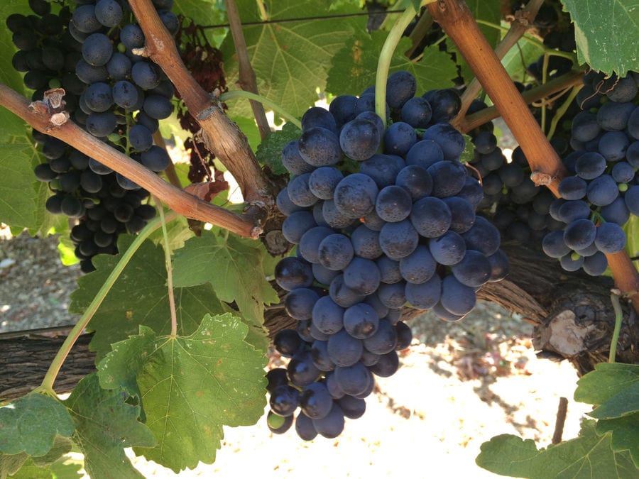 'Diamantakis Winery' vineyards full of bunches of black grapes