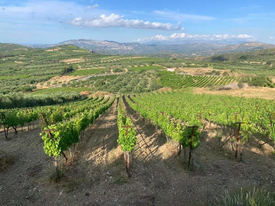 'Diamantakis Winery' rows of vines from above in the background of blue sky and mountains