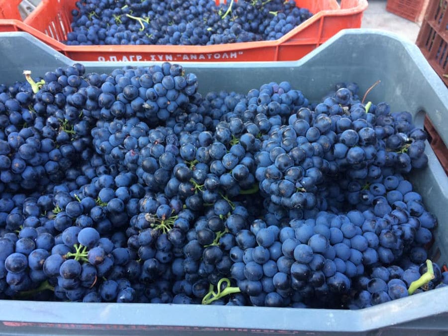 crates with black grapes at 'Diamantakis Winery'