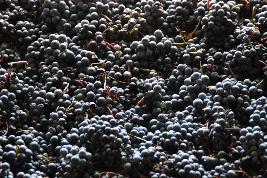 bunches of black grapes at 'Dio Fili' winery