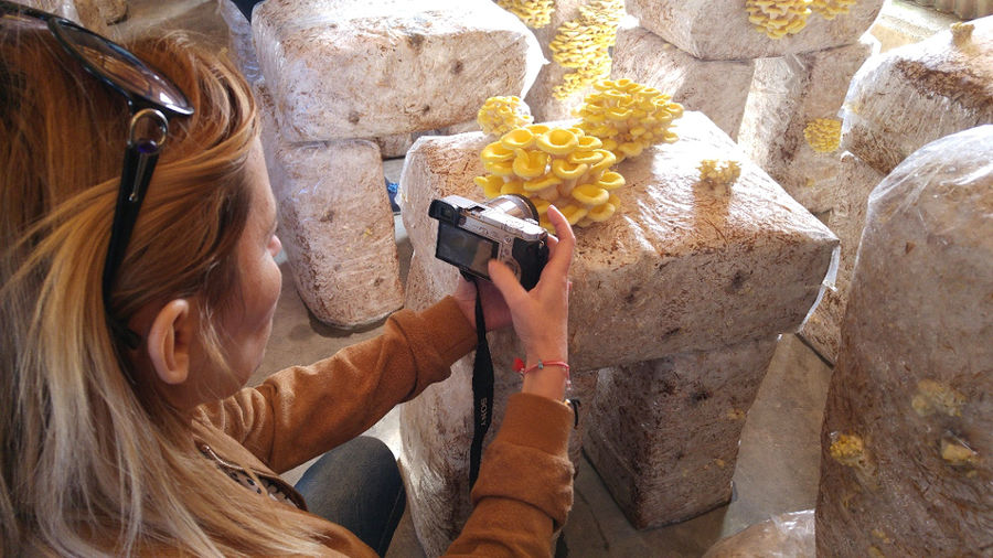 a girl taking close photo with camera of bunche of yellow mushrooms on bale of hays at 'Dirfis Mushrooms' crops