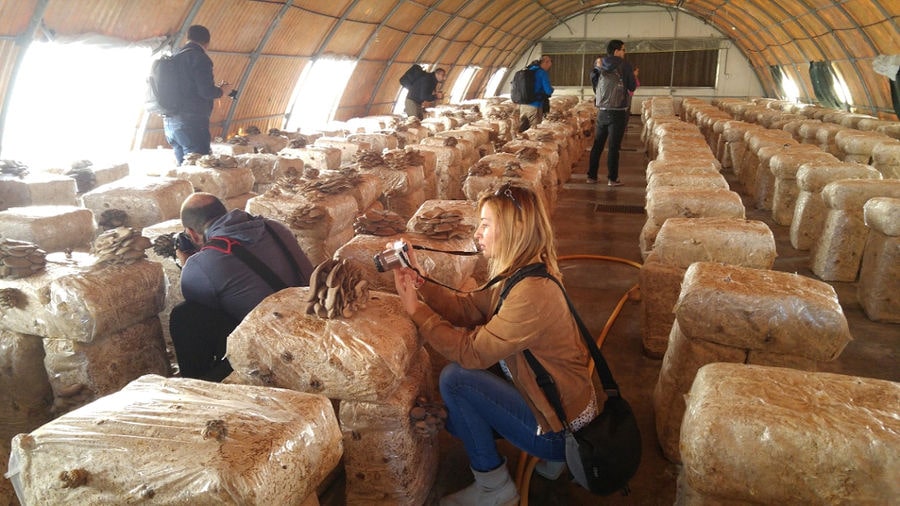 a girl taking close photo with camera of bunche of mushrooms on bale of hays at 'Dirfis Mushrooms' crops