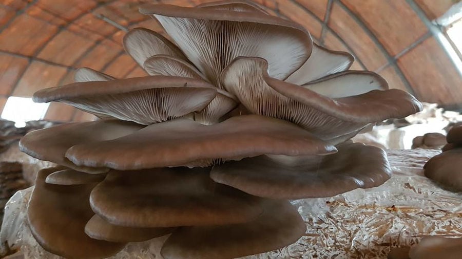 bunche of fresh Pleurotus mushrooms from 'Dirfis' crops