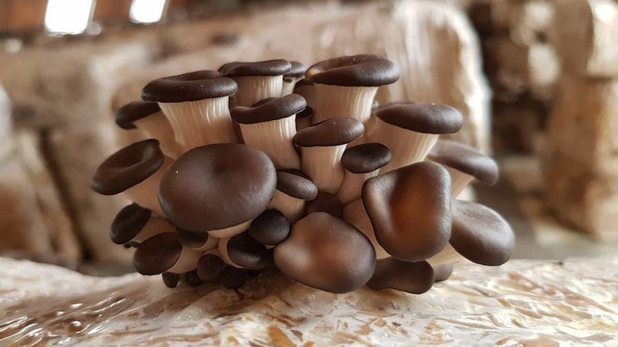 view up close of bunche of Pleurotus mushrooms on bale of hays at 'Dirfis Mushrooms' crops