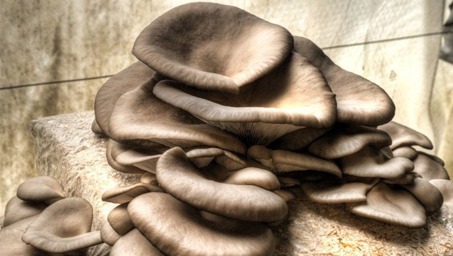 view up close of bunche of Pleurotus mushrooms on bale of hays at 'Dirfis Mushrooms' crops