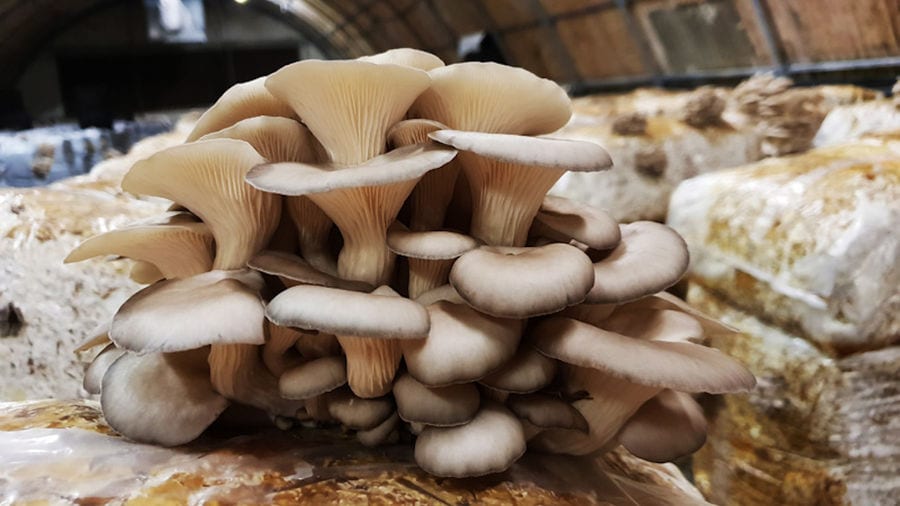 view up close of bunche of Pleurotus mushrooms on bale of hays at 'Dirfis Mushrooms' crops