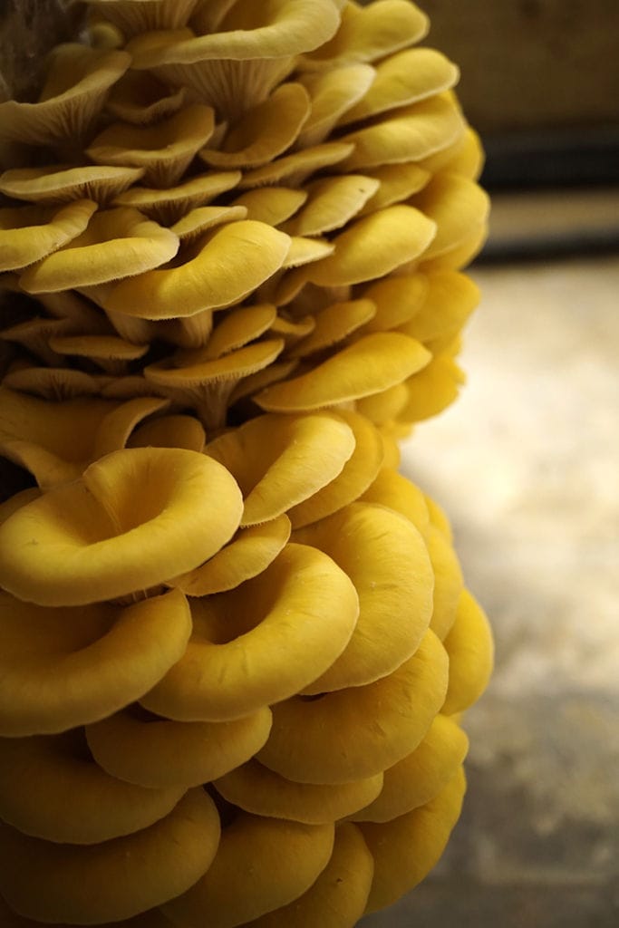 bunche of fresh yellow Pleurotus mushrooms from 'Dirfis' crops