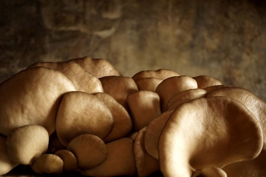 view up close of bunche of Pleurotus mushrooms at 'Dirfis Mushrooms' crops