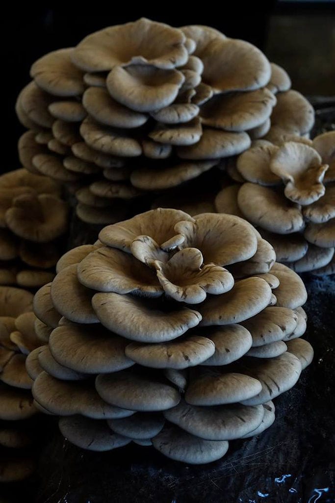 view up close of bunche of Pleurotus mushrooms at 'Dirfis Mushrooms' crops