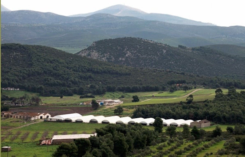 'Dirfis Mushrooms' greenhouses surrounded by trees and mountains