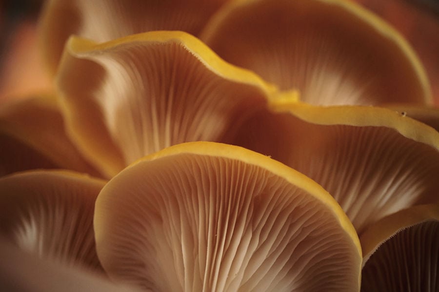 view up close of fresh yellow Pleurotus mushrooms from 'Dirfis' crops