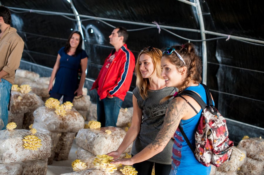 smiling girls visiting 'Dirfis Mushrooms' greenhouse and watching mushrooms crops