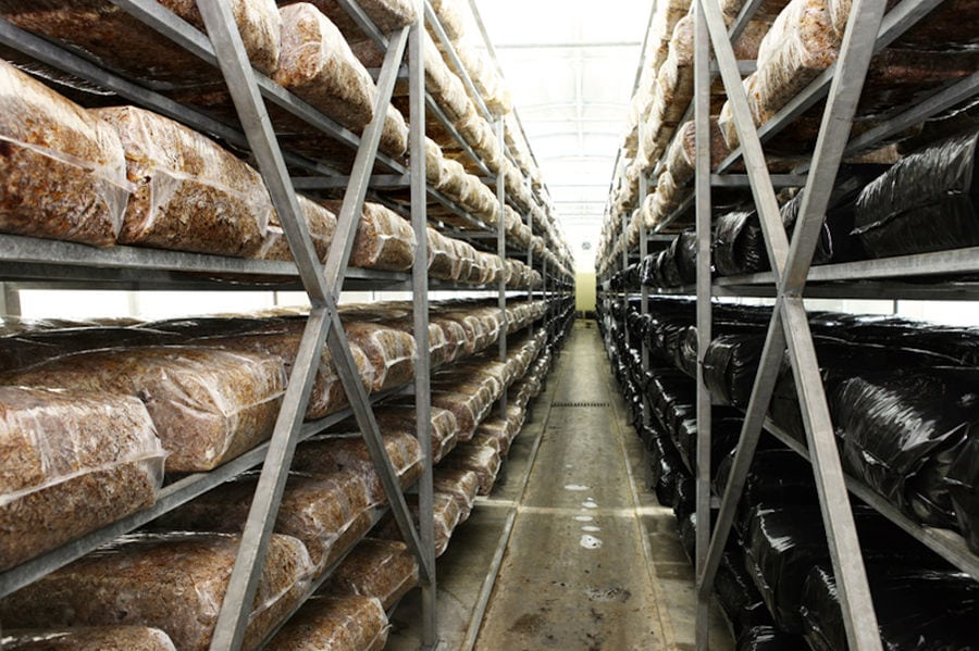 bales of hays on top of each other on the shelves at 'Dirfis Mushrooms' crops