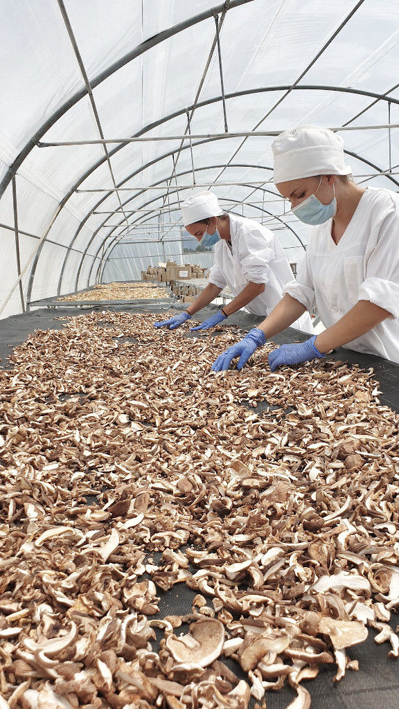 two women laying mushrooms on the panels at 'Dirfis' greenhouse