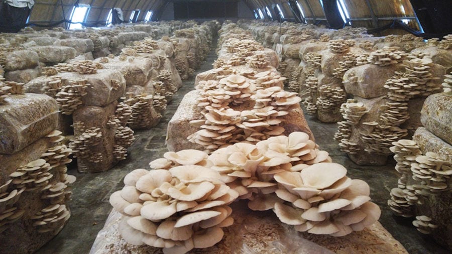 rows of bales of hays with bunches of Pleurotus mushrooms at 'Dirfis Mushrooms' greenhouse