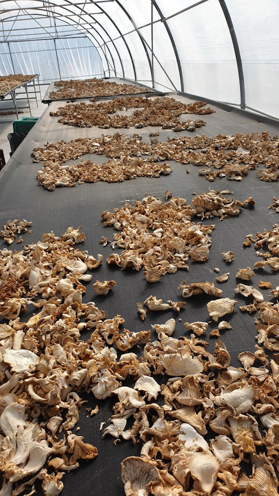 laying mushrooms on panels for drying in 'Dirfis' greenhouse