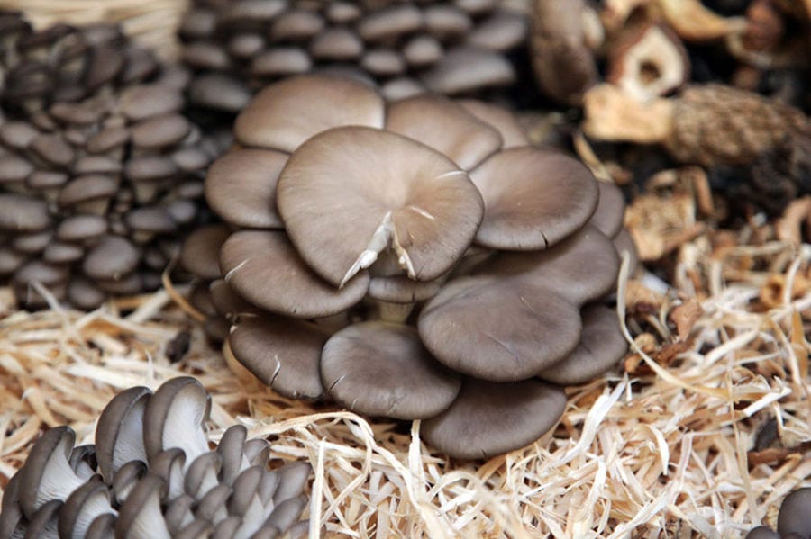 view up close of grey Pleurotus mushrooms in the hays from 'Dirfis' crops