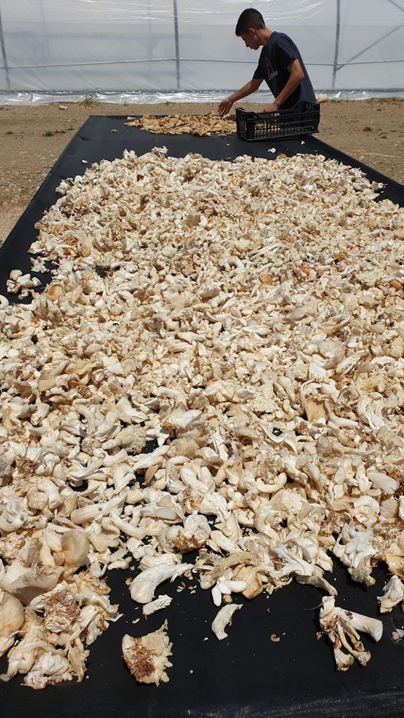 man laying mushrooms on the panels at 'Dirfis' greenhouse