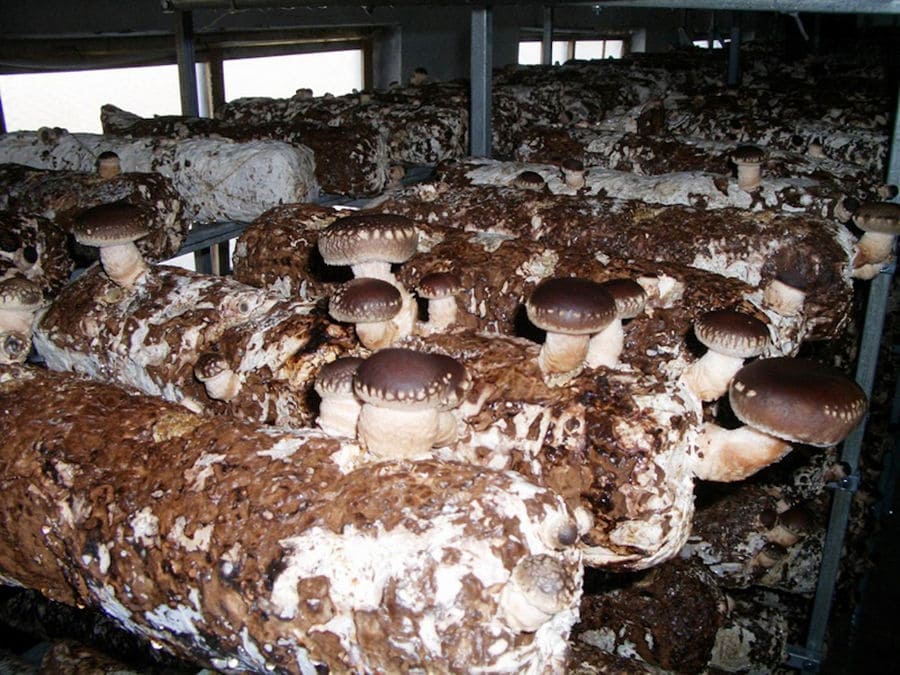 bunches of mushrooms on the bales of hays at 'Dirfis Mushrooms' greenhouse