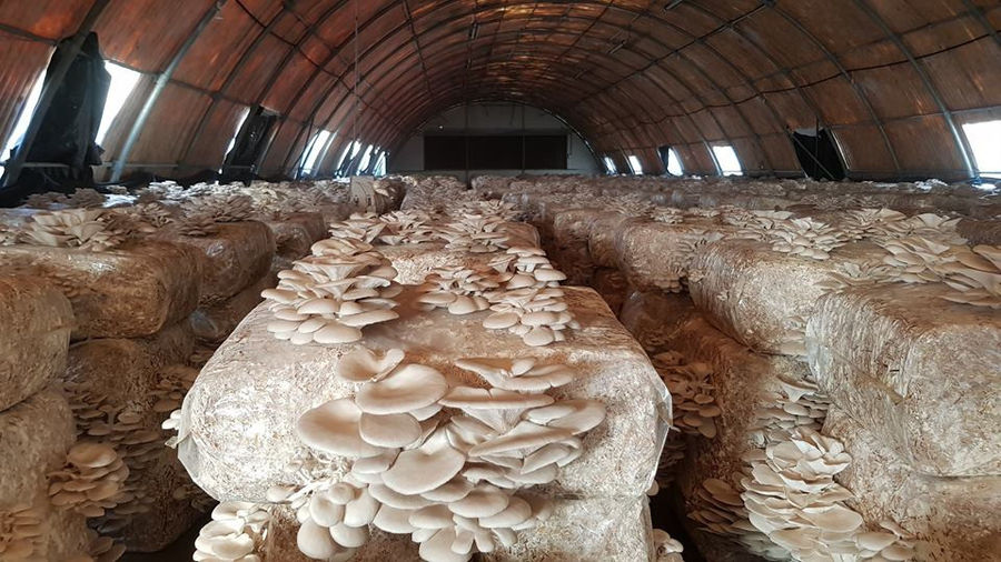 rows of bales of hays with bunches of Pleurotus mushrooms at 'Dirfis Mushrooms' greenhouse