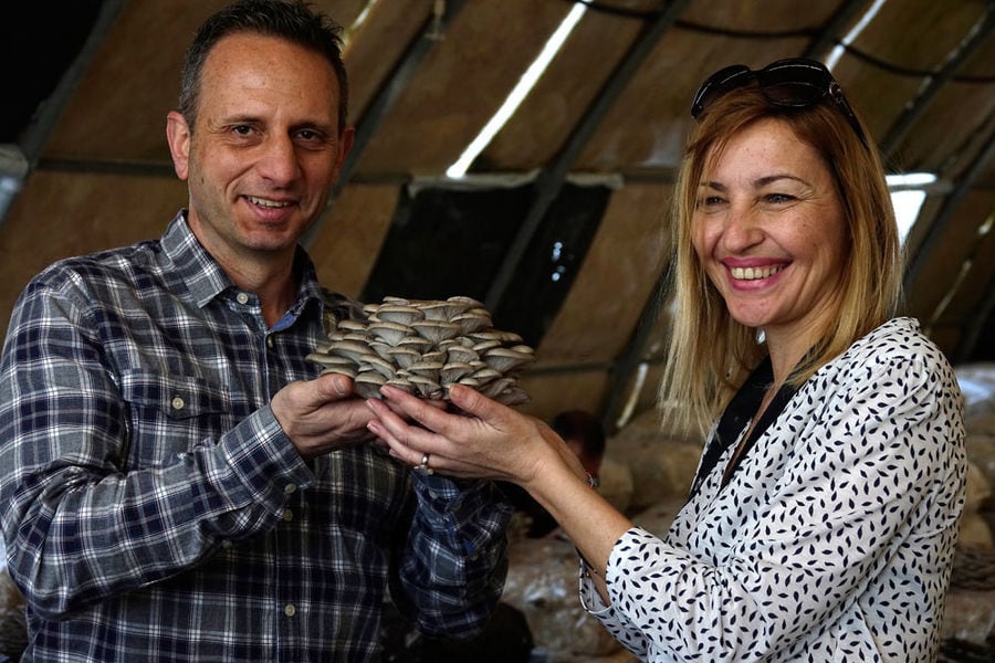 couple smiling happily at the camera and holding a bunche of fresh Pleurotus mushrooms from 'Dirfis' crops