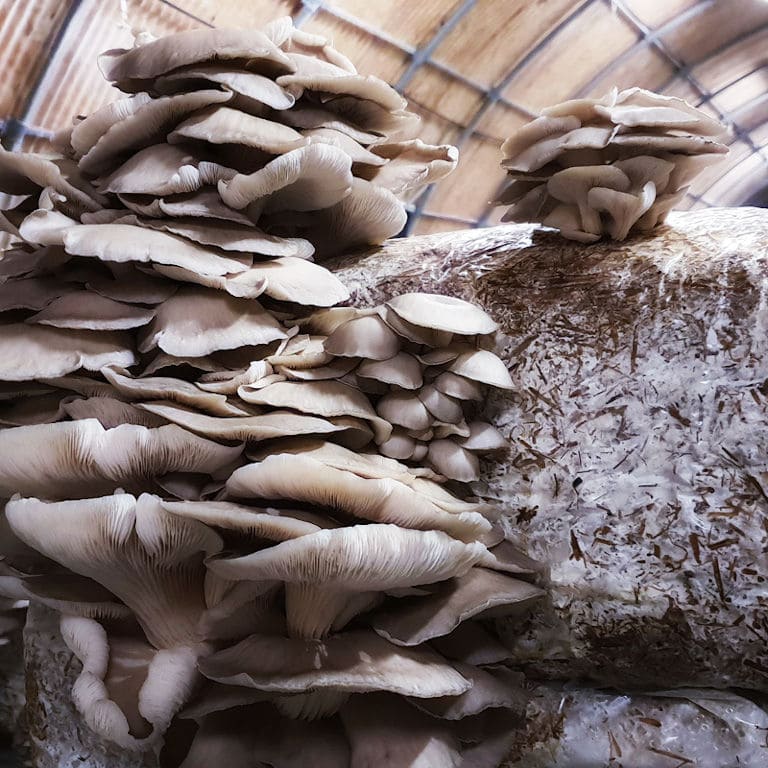 bunches of Pleurotus mushrooms on the bale of hays at 'Dirfis Mushrooms' greenhouse