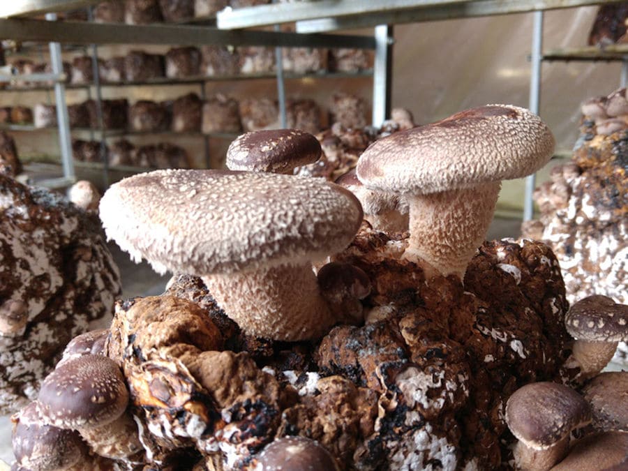 bunches of 'Agaricus augustus' mushrooms on the bale of hays at 'Dirfis Mushrooms' greenhouse