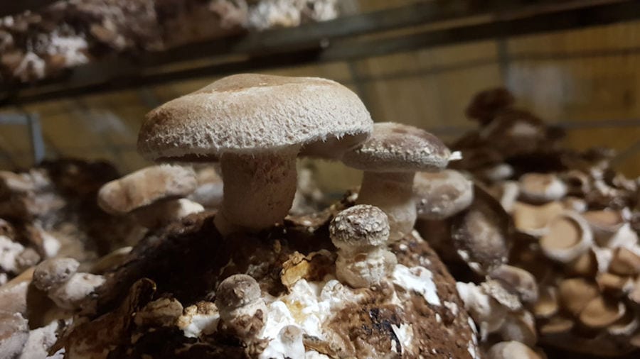 bunches of 'Agaricus augustus' mushrooms on the bale of hays at 'Dirfis Mushrooms' greenhouse