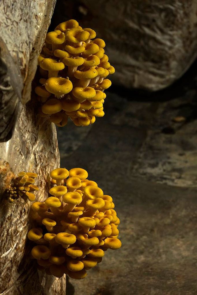 bunches of yellow Pleurotus mushrooms on the bales of hays at 'Dirfis Mushrooms' greenhouse