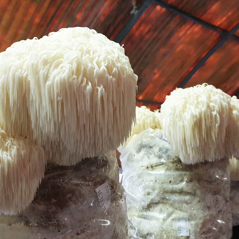 bunches of 'Ramaria gracilis' mushrooms on the bale of hays at 'Dirfis Mushrooms' greenhouse