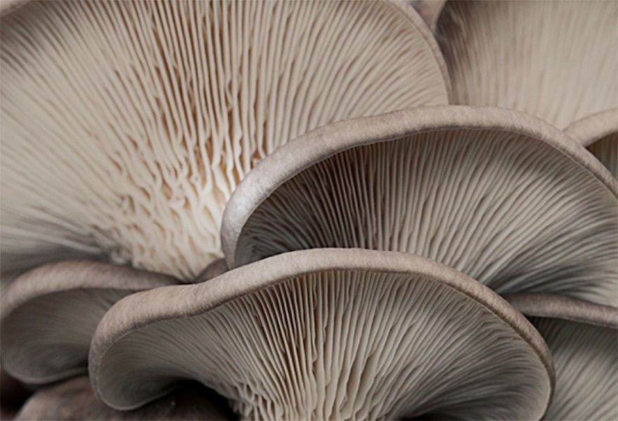 view up close of fresh Pleurotus mushrooms from 'Dirfis' crops