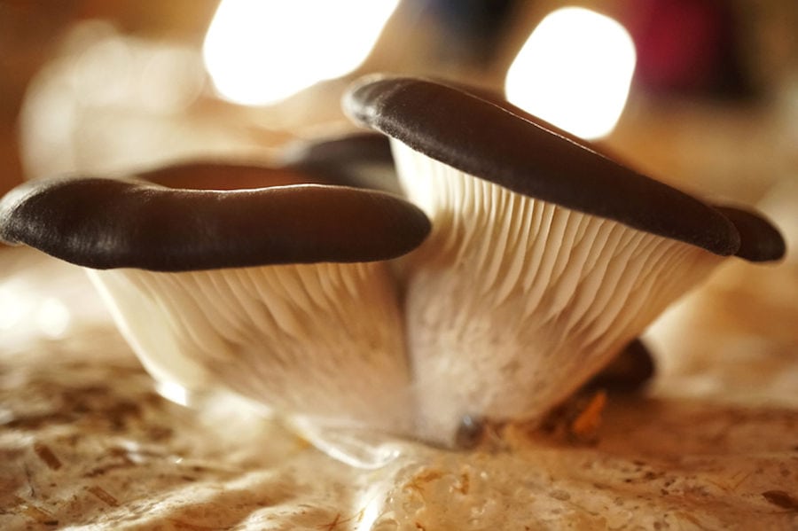 view up close of fresh Pleurotus mushrooms from 'Dirfis' crops