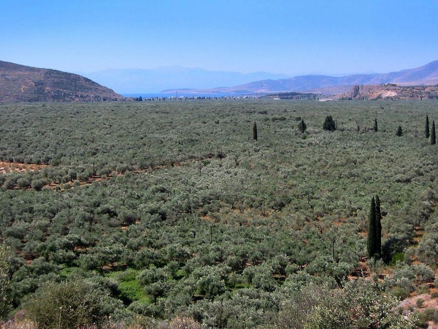 distant view of olive grove with blue sky and some buildings in the background at Socrates Olive Oil