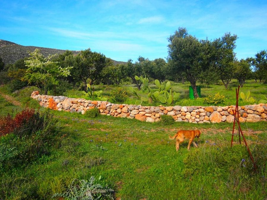 dog walking to short rock fence in nature surrounded by green grass, trees, cactus at Korogonas Ark