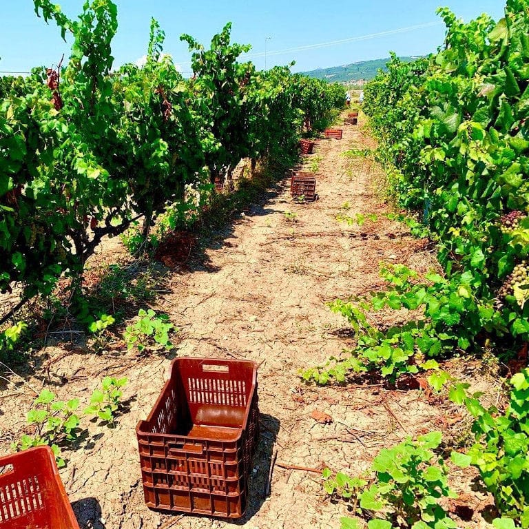 plastic crates on the ground in 'Domaine Hatzimichalis' vineyards