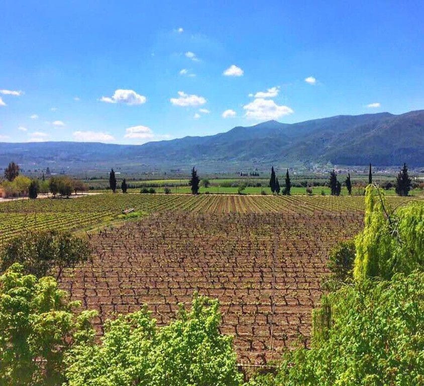 view of 'Domaine Hatzimichalis' vineyards in the background of blue sky and mountains