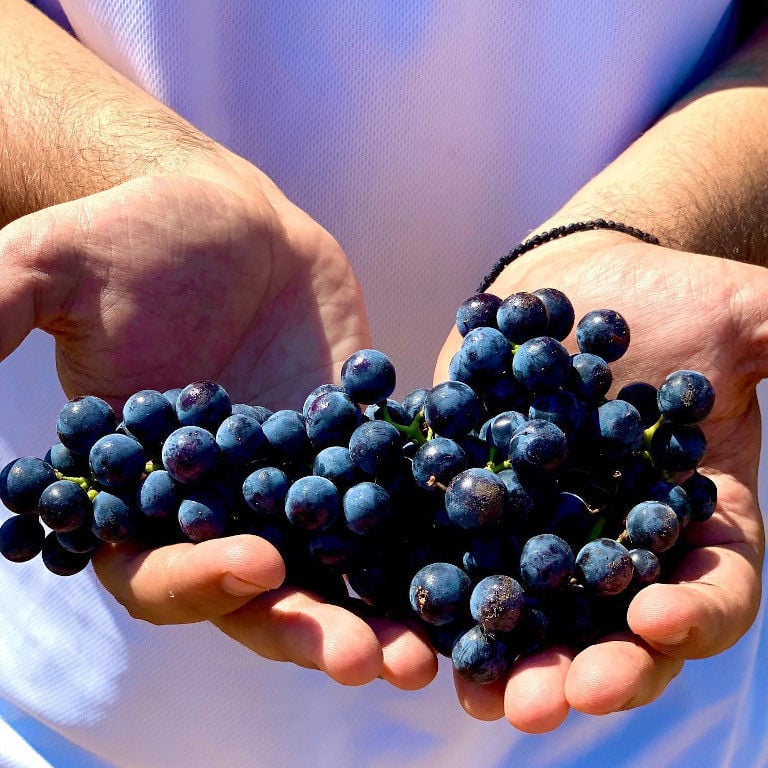 man's hands holding a bunche of black grapes at 'Domaine Hatzimichalis' winery