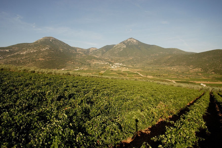 rows of vines at 'Domaine Skouras' vineyards in the background of blue sky and mountains