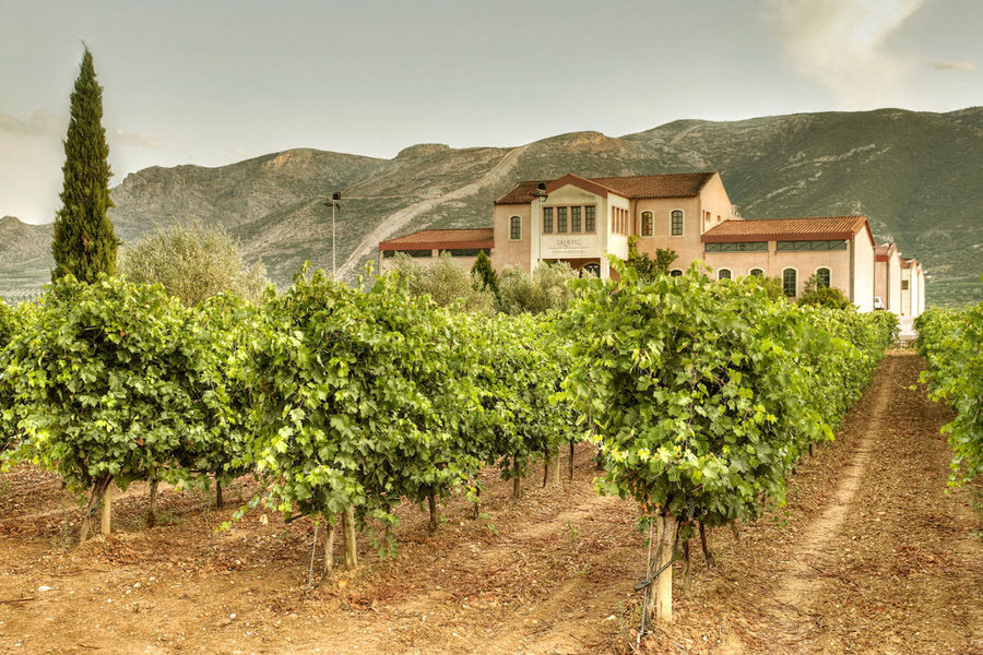 rows of vines in the background of blue sky, mountains and the building of 'Domaine Skouras'