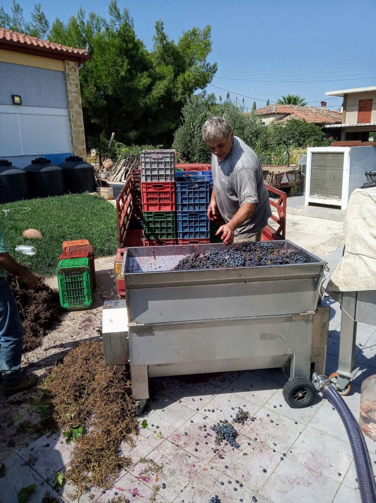 man feeding grape washing machine at 'Domaine Anagennisi' winery