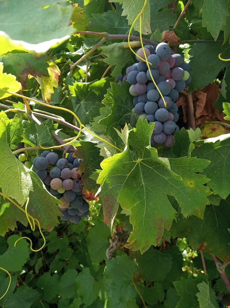 'Domaine Anagennisi' vineyards full of bunches of black grapes