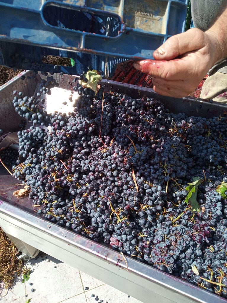 man feeding grapes press machine from 'Domaine Anagennisi' facilities