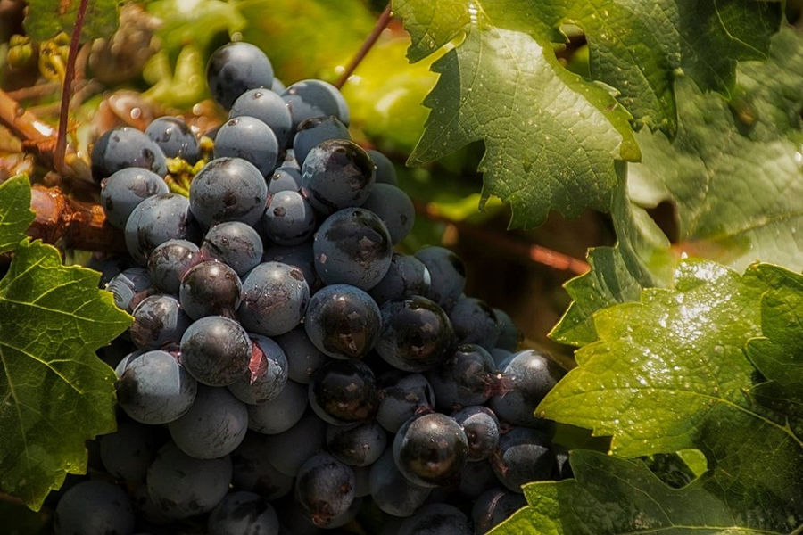 a bunche of black grapes on the vine at 'Domaine Bairaktaris' vineyards