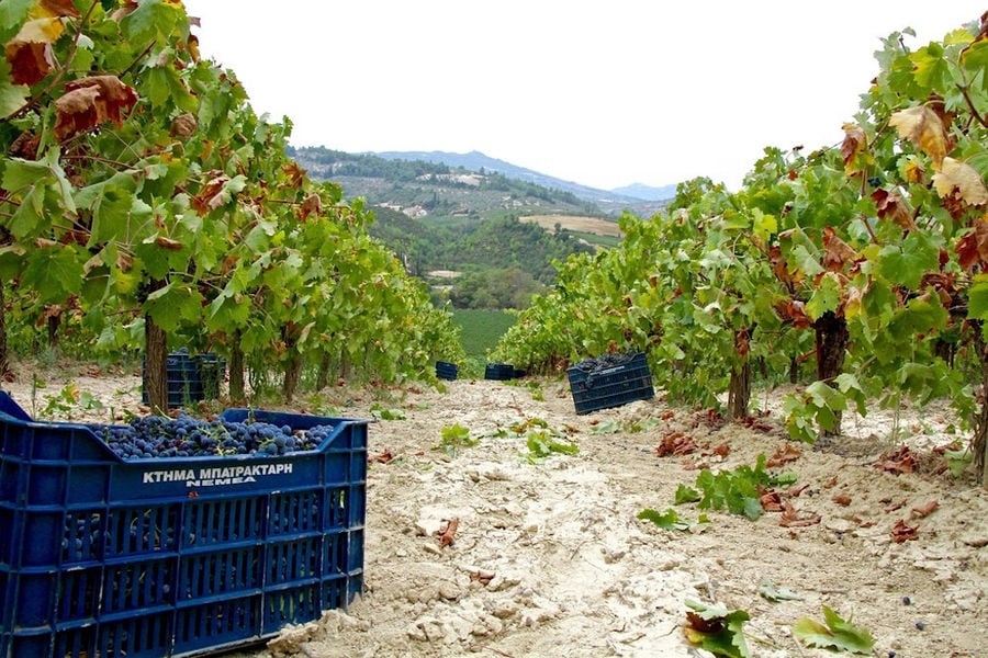 plastic crates with bunches of grapes between two rows of vines at 'Domaine Bairaktaris' vineyards