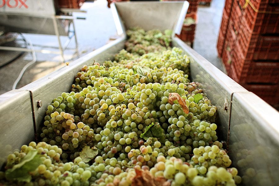 bunches of white grapes on conveyor belt at 'Domaine Migas' facilities