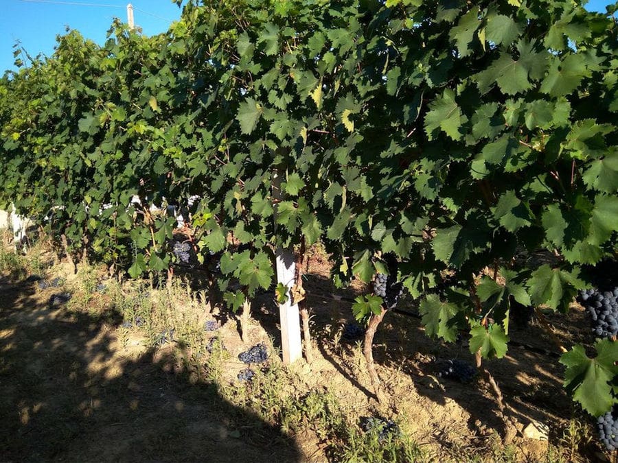 'Domaine Migas' vineyards full of bunches of black grapes