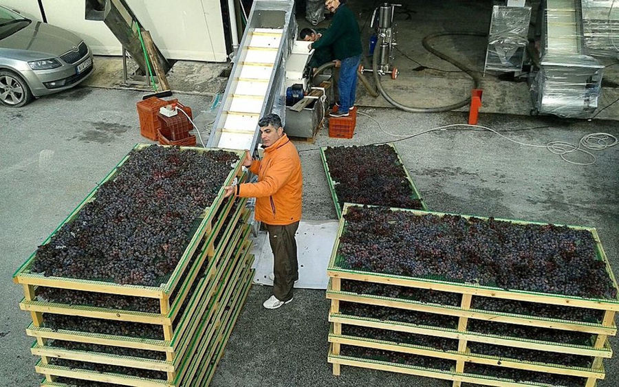 view from abve of a man is by the frame panels with grapes and looking at the camera at 'Domaine Migas'
